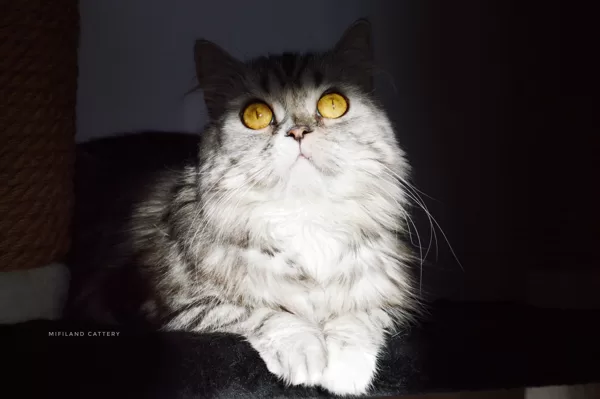 Касюша
